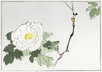 White blossomed flower. Illustration from Seitei Kacho Gafu (1890&ndash;1891) by Wantanabe Seitei, a prominent Kacho-ga artist. Digitally enhanced from our own original edition. 