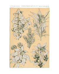 Antique flower illustration wall art print and poster.