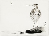 Common snipe, illustration from Bijutsu Sekai (1893-1896) by <a href="https://www.rawpixel.com/search/Wantanabe%20Seitei?sort=curated&amp;freecc0=1&amp;page=1">Watanabe Seitei</a>, a prominent Kacho-ga artist. Digitally enhanced from our own original publication. 