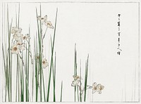 Jonquil illustration from Bijutsu Sekai (1893-1896) by <a href="https://www.rawpixel.com/search/Wantanabe%20Seitei?sort=curated&amp;freecc0=1&amp;page=1">Watanabe Seitei</a>, a prominent Kacho-ga artist. Digitally enhanced from our own original publication. 