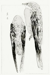 Asian martin, illustration from Bijutsu Sekai (1893-1896) by <a href="https://www.rawpixel.com/search/Wantanabe%20Seitei?sort=curated&amp;freecc0=1&amp;page=1">Watanabe Seitei</a>, a prominent Kacho-ga artist. Digitally enhanced from our own original publication. 