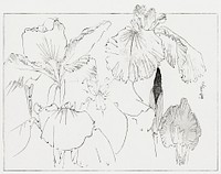 Japanese iris illustration from Bijutsu Sekai (1893-1896) by <a href="https://www.rawpixel.com/search/Wantanabe%20Seitei?sort=curated&amp;freecc0=1&amp;page=1">Watanabe Seitei</a>, a prominent Kacho-ga artist. Digitally enhanced from our own original publication. 
