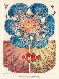 Barrier Reef Anemones from The Great Barrier Reef of Australia (1893) by <a href="https://www.rawpixel.com/search/William%20Saville-Kent?sort=curated&amp;page=1">William Saville-Kent</a> (1845-1908). Digitally enhanced from our own original edition. 
