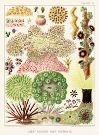 Great Barrier Reef Anemones from The Great Barrier Reef of Australia (1893) by <a href="https://www.rawpixel.com/search/William%20Saville-Kent?sort=curated&amp;page=1">William Saville-Kent</a> (1845-1908). 