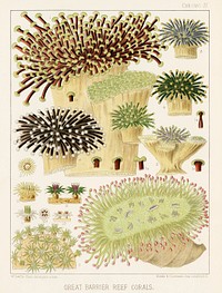 Great Barrier Reef Corals from The Great Barrier Reef of Australia (1893) by <a href="https://www.rawpixel.com/search/William%20Saville-Kent?sort=curated&amp;page=1">William Saville-Kent</a> (1845-1908). 