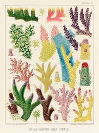 Great Barrier Reef Corals from The Great Barrier Reef of Australia (1893) by <a href="https://www.rawpixel.com/search/William%20Saville-Kent?sort=curated&amp;page=1">William Saville-Kent</a> (1845-1908). 
