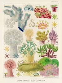 Great Barrier Reef Alcyonaria from The Great Barrier Reef of Australia (1893) by <a href="https://www.rawpixel.com/search/William%20Saville-Kent?sort=curated&amp;page=1">William Saville-Kent</a> (1845-1908). 