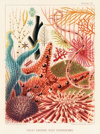 Great Barrier Reef Echinoderms from The Great Barrier Reef of Australia (1893) by <a href="https://www.rawpixel.com/search/William%20Saville-Kent?sort=curated&amp;page=1">William Saville-Kent</a> (1845-1908). 