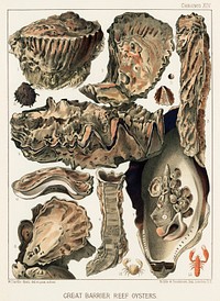 Great Barrier Reef Oysters from The Great Barrier Reef of Australia (1893) by <a href="https://www.rawpixel.com/search/William%20Saville-Kent?sort=curated&amp;page=1">William Saville-Kent</a> (1845-1908). 