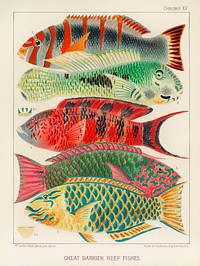 Great Barrier Reef Fishes from The Great Barrier Reef of Australia (1893) by <a href="https://www.rawpixel.com/search/William%20Saville-Kent?sort=curated&amp;page=1">William Saville-Kent</a> (1845-1908). 