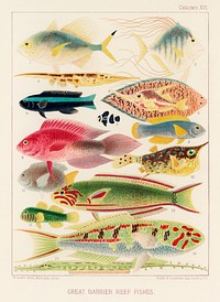 Great Barrier Reef Fishes from The Great Barrier Reef of Australia (1893) by <a href="https://www.rawpixel.com/search/William%20Saville-Kent?sort=curated&amp;page=1">William Saville-Kent</a> (1845-1908). 