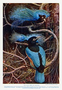 The blue bird of paradise illustrated by Sir Henry Hamilton Johnston (1858-1927). Digitally enhanced from our own original plate. 