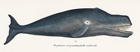 Bowhead Whale Whale Original Antique Ocean Marine Mammal Handcolored Sealife Lithograph. Digitally enhanced from our own original plate. 