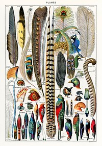 Plumes - Feathers (1900) by Adolphe Millot (1857-1921), a collection of different plume types. Digitally enhanced from our own original plate. 