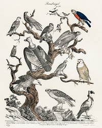 Raubvogel translated Birds of Prey (ca.1840), a lithograph of various birds of prey perched on a tree. Digitally enhanced from our own original plate. 