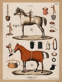 A chromolithograph of horses with antique horseback riding equipments (1890), from an antique horseback riding catalog. Digitally enhanced from our own original plate. 