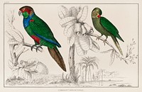The History of the Earth and Animated Nature by <a href="https://www.rawpixel.com/search/Oliver%20Goldsmith?sort=curated&amp;type=all&amp;page=1">Oliver Goldsmith</a> (1774), a rare antique handcolored tableau of two parakeets. Digitally enhanced from our own original plate. 