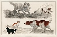 The History of the Earth and Animated Nature by Oliver Goldsmith (1848), a pack of energetic dogs and playful puppies. Digitally enhanced from our own original plate. 