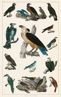 The History of the Earth and Animated Nature by Oliver Goldsmith (1774), a rare antique handcolored ornithology print of various type of birds. Digitally enhanced from our own original plate. 