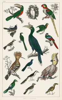 The History of the Earth and Animated Nature by Oliver Goldsmith (1774), a rare antique handcolored ornithology print of various type of birds. Digitally enhanced from our own original plate. 