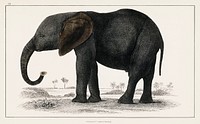 The History of the Earth and Animated Nature (1848) by <a href="https://www.rawpixel.com/search/Oliver%20Goldsmith?sort=curated&amp;type=all&amp;page=1">Oliver Goldsmith</a> (1728-1774), a portrait of a dark grey elephant. Digitally enhanced from our own original plate. 