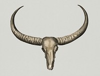 Vintage Illustration of long horned buffalo skull.