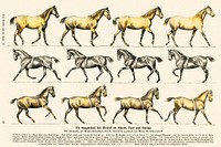 Walking technique of the horse: trot and gallop from Weltall und Menschheit (1900) by Hans Kraemer. Digitally enhanced from our own original plate. 