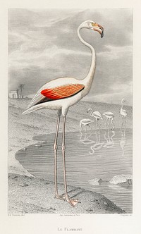 Le Flammant (Flamingo) by Edouard Travies (1853), a portrait of a white flamingo in its natural habitat. Digitally enhanced from our own original plate. 