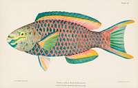 Rare Antique Tropical Fish Queen Parrot by Henry Baldwin (1899), a beautifully colored exotic fish isolated. Digitally enhanced from our own original plate. 