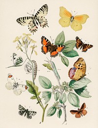 Illustrations from the book of European Butterflies and Moths by William Forsell Kirby (1882), a kaleidoscope of fluttering butterflies and caterpillars. Digitally enhanced from our own original plate. 