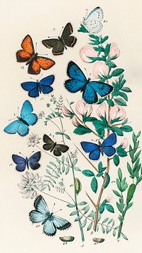 Vintage mobile wallpaper, iPhone background, Butterflies and Moths painting, remix from the artwork of William Forsell Kirby