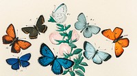 Vintage butterfly desktop wallpaper, background painting, Butterflies and Moths, remix from the artwork of William Forsell Kirby