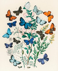 Illustrations from the book European Butterflies and Moths by William Forsell Kirby (1882), a kaleidoscope of fluttering butterflies and caterpillars. Digitally enhanced from our own original plate. 