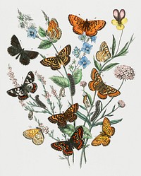 Vintage Illustration of European Butterflies and Moths.