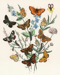 Illustrations from the book European Butterflies and Moths by <a href="https://www.rawpixel.com/search/William%20Forsell%20Kirby?sort=curated&amp;type=all&amp;page=1">William Forsell Kirby</a> (1882), a kaleidoscope of fluttering butterflies and caterpillars. Digitally enhanced from our own original plate. 