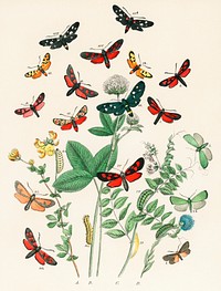 Illustrations from the book European Butterflies and Moths by William Forsell Kirby (1882), a kaleidoscope of fluttering butterflies and caterpillars. Digitally enhanced from our own original plate. 