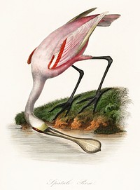 Les Jardin des Plantes (The Garden of Plants) by Pierre Bernard and Louis Couaihac (1842), a roseate spoonbill by the water. Digitally enhanced from our own original plate. 