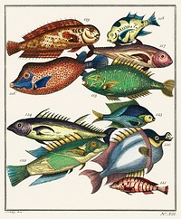 Histoire Generale des Voyages (1767) by J V Schley, a collage of colorful rare exotic fish. Digitally enhanced from our own original plate. 