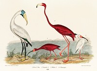 An illustration from a book of American Nature Literature and Illustration by Alexander Wilson (1843), a handcolored wood ibis and scarlet flamingo. Digitally enhanced from our own original plate. 