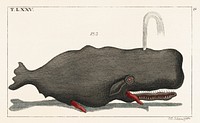 Entertainments from Natural History - Fish (1798), an erected sperm whale shooting up water through a blowhole. Digitally enhanced from our own original plate. 