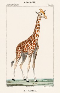 Illustration of a giraffe from Dictionnaire des Sciences Naturelles by <a href="https://www.rawpixel.com/search/Pierre%20Jean%20Francois%20Turpin?sort=curated&amp;type=all&amp;page=1">Pierre Jean Francois Turpin</a> (1840). Digitally enhanced from our own original plate. 