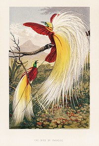 The Bird of Paradise by Benjamin Fawcett (1808-1893), two blindingly colorful birds full with feathers in paradise. Digitally enhanced from our own original plate. 