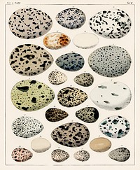 Oken Eggs - taf. 6 (1843) by Lorenz Oken (1779-1851), a collection of different eggs of different species of birds. Digitally enhanced from our own original plate. 