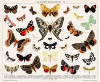Antique Butterfly and Moth Lithograph Original Antique Insect Print by an unknown artist (1894), a collage of beautifully colourful butterflies and moths. Digitally enhanced from our own original plate. 