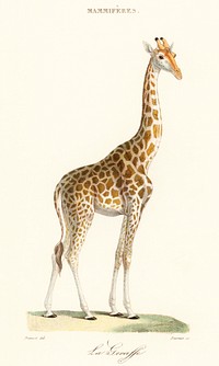 La Giraffe (1837) by <a href="https://www.rawpixel.com/search/Florent%20Prevos?sort=curated&amp;type=all&amp;page=1">Florent Prevos</a> (1794-1870), an illustration of an adorable giraffe. Digitally enhanced from our own original plate. 