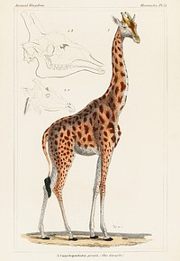 Camelopardis Giraffe - The Giraffe (1837) by <a href="https://www.rawpixel.com/search/Georges%20Cuvier?sort=curated&amp;type=all&amp;page=1">Georges Cuvier</a> (1769-1832), an illustration of a beautiful giraffe and sketches of its skull. Digitally enhanced from our own original plate. 