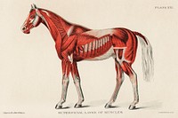Superficial Layer of Muscles by an unknown artist (1904), a medical illustration of equine muscular system. Digitally enhanced from our own original plate. 