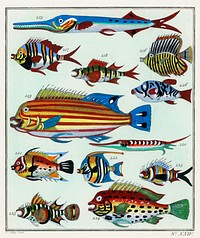 L&rsquo;Histoire G&eacute;n&eacute;rale des Voyages (1747-1780) by an unknown artist, a collage of colorful rare exotic fish. Digitally enhanced from our own original plate. 