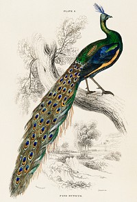 The Naturalist&rsquo;s Library by <a href="https://www.rawpixel.com/search/Sir%20William%20Jardine?sort=curated&amp;type=all&amp;page=1">Sir William Jardine</a> (1836), a majestic male peafowl portrait. Digitally enhanced from our own original plate. 