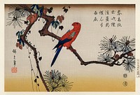 Ukiyo-e illustration, Macaw on Pine Branch by Utagawa Hiroshige, also known as Ando Hiroshige (1797-1858), a portrait of a vibrant macaw perched on a pine branch. Digitally enhanced from our own antique wood block print. 